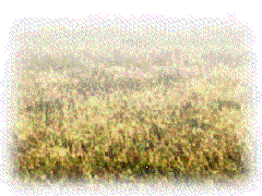 images ...